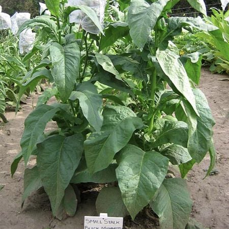 Small Stalk Black Mammoth, Tobacco Seed - Packet image number null